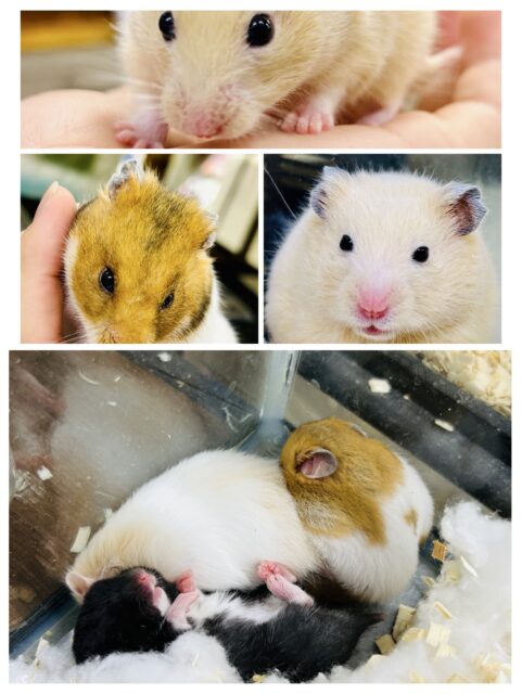 もっちもちビックボディ集団！？　ゴールデン系ハムスター