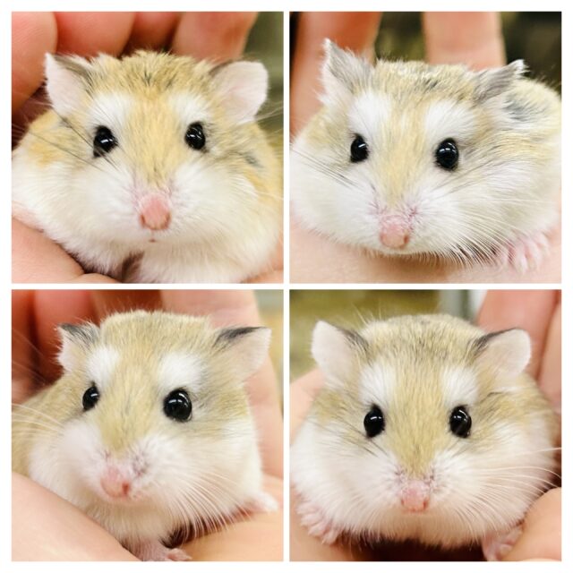 残り３匹❕僕たち！私たちロボロ軍団です！！　ロボロフスキーハムスター