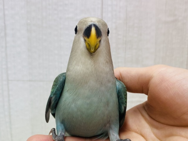 最新画像有ります☀️まん丸おめめが輝いてます✨✨コザクラインコのブルーチェリー🫐