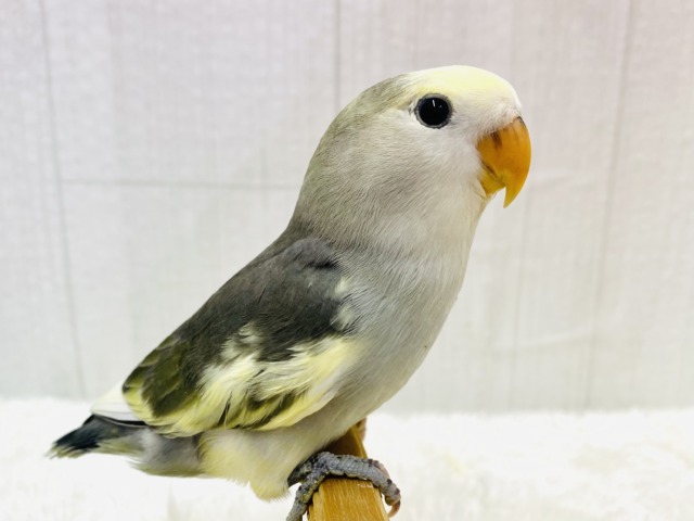 最新画像有ります❗️グレー🩶＋イエロー💛＝ステキカラー💖コザクラインコヒナさんモーブパイド