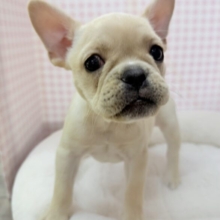 最新📷フレンチブルドックの女の子来ました