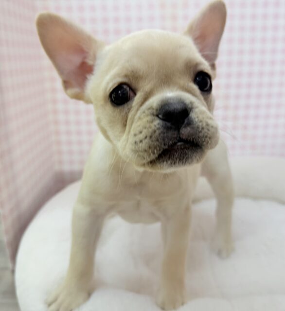 最新📷フレンチブルドックの女の子来ました