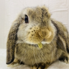 最新画像有ります❗️お顔がキュート💓もちっと体型が可愛すぎるロップちゃん🐰⸝꙳