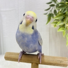 最新画像有ります🙋‍♀️春到来🌷🌸淡くて可愛い💕セキセイインコパステルちゃんず！！