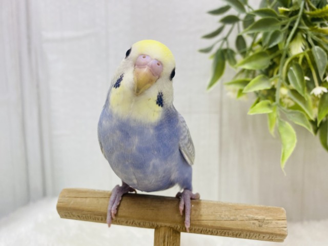 最新画像有ります🙋‍♀️春到来🌷🌸淡くて可愛い💕セキセイインコパステルちゃんず！！