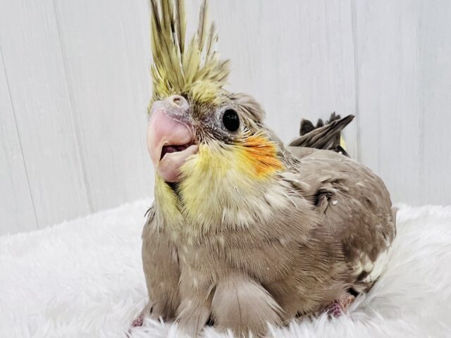 ぼってり♡電波受信中📡❣️オカメインコのシナモン🌟