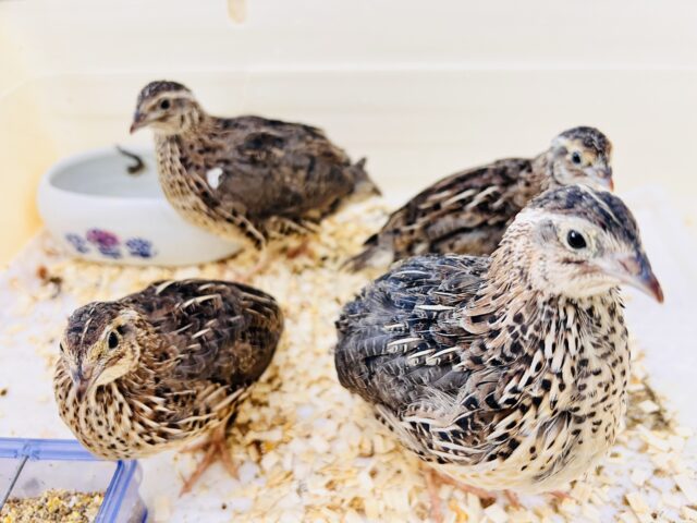 熟しました💜☆並うずらの女子〜ズ❤️