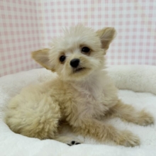 最新📷羊のようなチワプーの男の子！