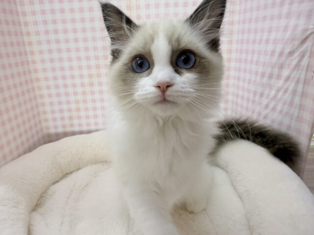 最新📷美人すぎます！ラグドール様！