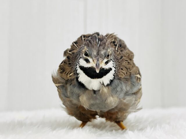 ｼｬｯｷｰﾝ✨見て見て！カッコいいでしょ♡ヒメウズラの男の子★