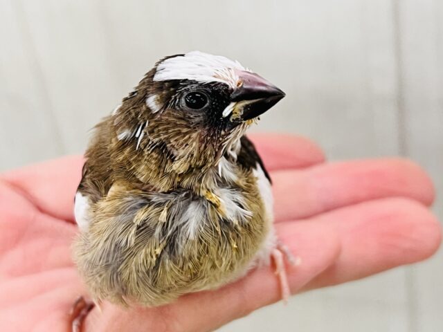 ぬべーっと白ベレー帽🧢十姉妹の雛だよ♡