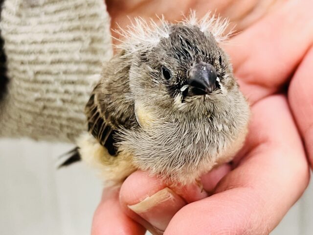 ﾊﾟﾁﾊﾟﾁ✨弾ける線香花火🎆キンカ鳥の雛だよ☆