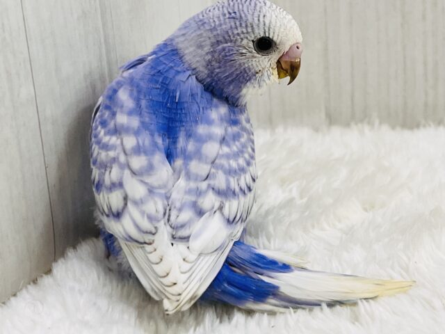 ｷﾗｯｷﾗ✨お見事な青空模様が美しい~🩵セキセイインコのブルースパングル‼︎