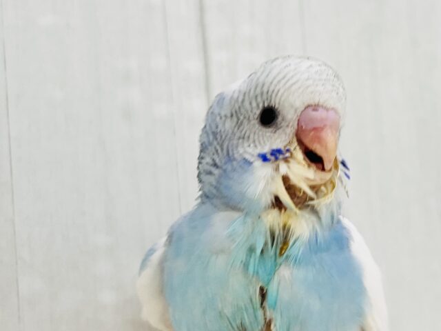 さっぱりｼｭﾜﾜﾜ🥂ソーダフロート🍨セキセイインコのブルーパイド🩵