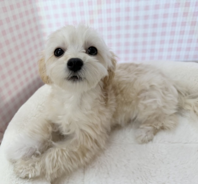 最新📷かまって！遊んで！マルプーちゃん❣️