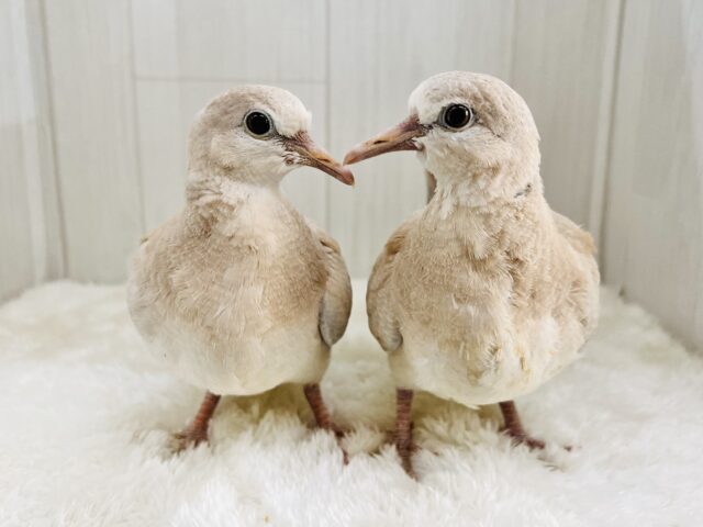 画像更新☆まだﾜｷﾜｷ♡ジュズカケバト☆