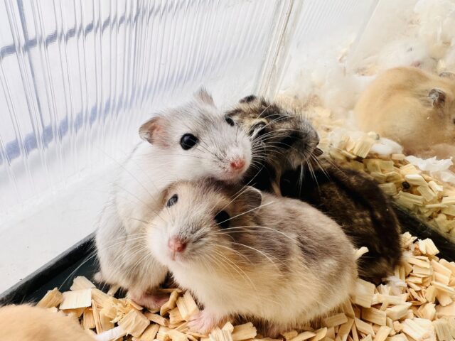 ちびっこ！はむはむフェア開催中〜🌻