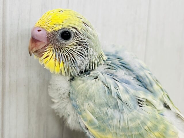 ちょっと不思議ちゃん？複雑な色のセキセイインコ☆パステルレインボー🌈