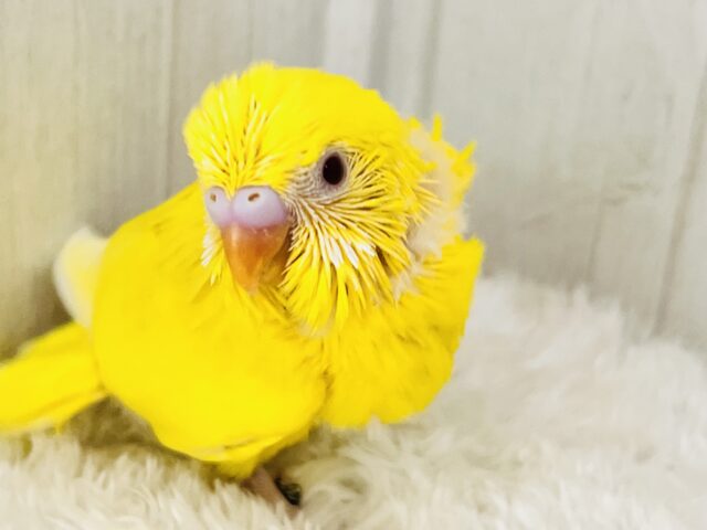 ﾋﾟｯｶﾘｰﾝ✨ビタミンカラーのハッピーベイビー🐥セキセイインコのルチノー💛