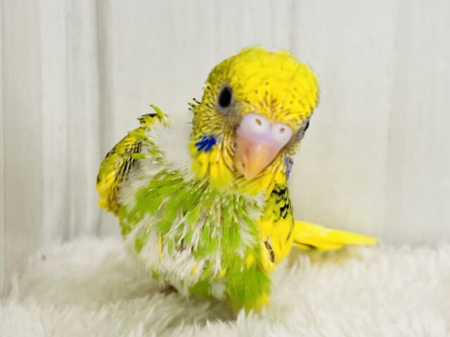 ひまわりカラー🌻元気いっぱい！セキセイインコのグリーンパイド！