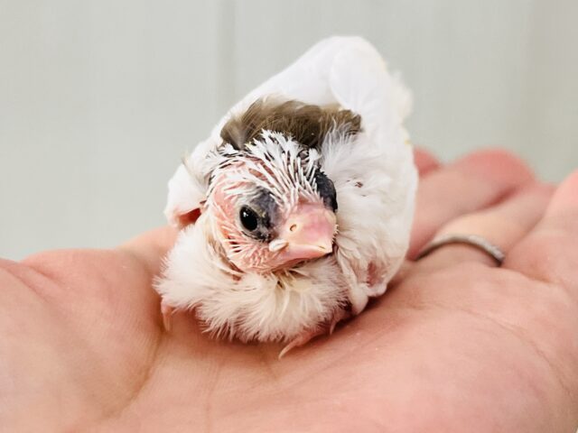 ミニおやきﾃﾞｽ。白たっぷり十姉妹の雛♡