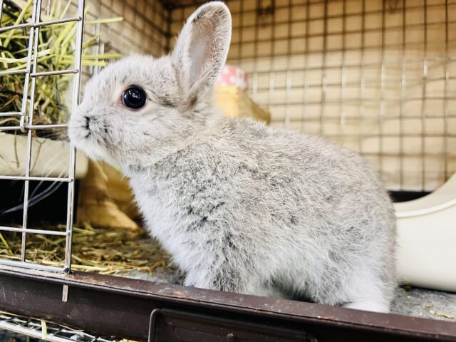 激カワ‼︎💓人好きすぎるぅ🎶ネザーランドドワーフラビットくん🌟
