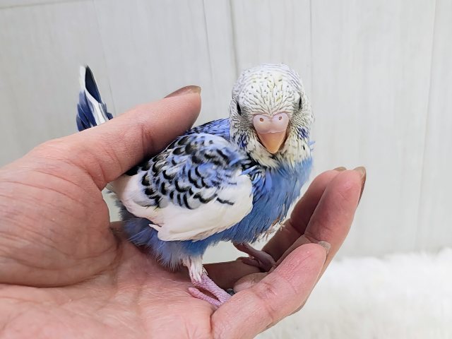 濃ゆいブルーに魅了されちゃう︎💕︎︎セキセイインコのヒナ(ブルーパイド)入荷しました❤️