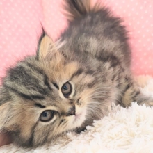 あざと可愛い女子登場🐱︎💕︎︎スコティッシュフォールド入荷しました♡