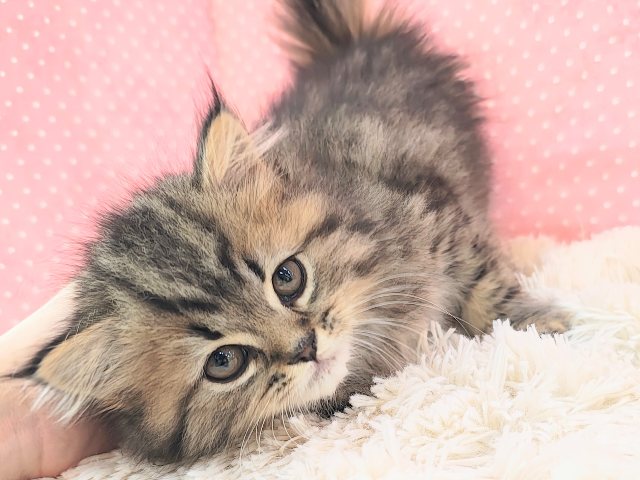 あざと可愛い女子登場🐱︎💕︎︎スコティッシュフォールド入荷しました♡