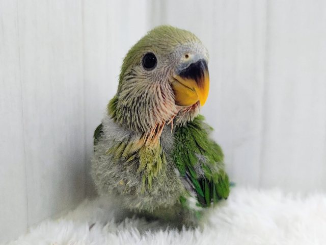 お抹茶カラー🍵でリラックス〜‪🌿コザクラインコのヒナ(ノーマル)入荷しました❤️