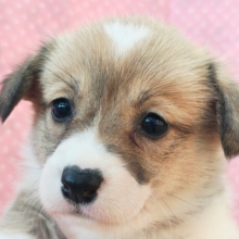 まだ耳垂れてるぅ〜︎💕︎︎おケツぷりぷりコーギーちゃん入荷しました❤️