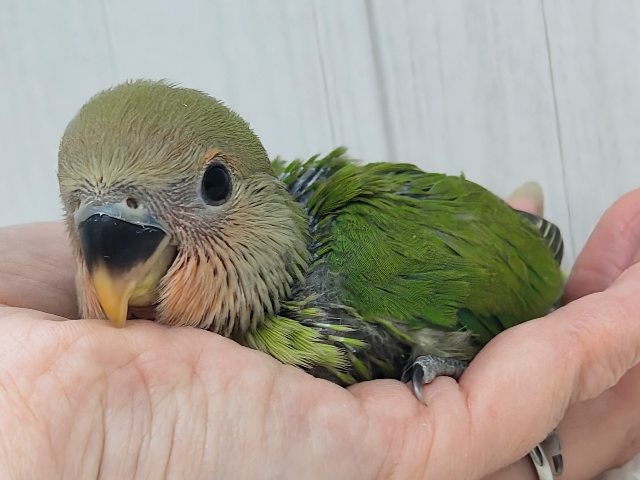 夕焼けみたいに真っ赤に染まる〜☀️コザクラインコのヒナ(ノーマル)入荷しました