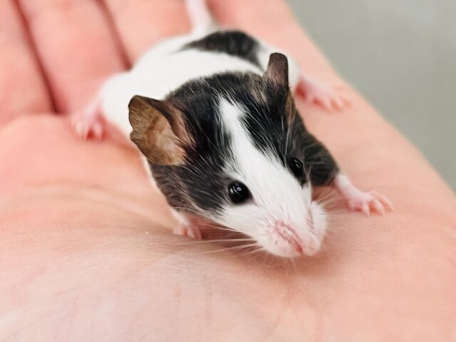 ちっちゃなちっちゃなネズミさん♡🐭パンダマウスの女の子❤️