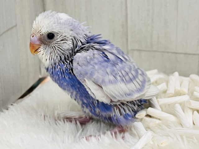 すっきり爽やか✨青空カラーのセキセイインコ（ブルースパングル）