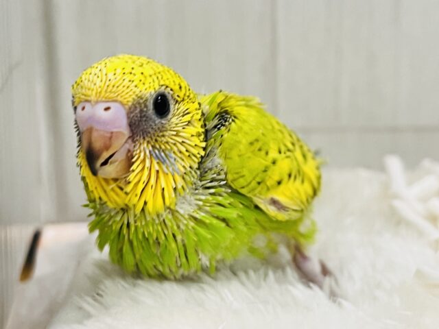 新芽が誕生🌱✨春らしい1羽♡セキセイインコのグリーンスパングル💚