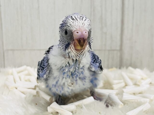 ねむねむ寝起き顔?ほにゃほにゃなセキセイインコ（ブルーオパーリン）