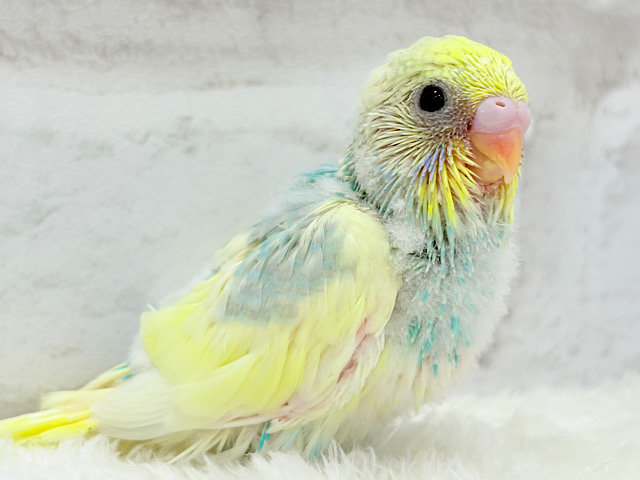 おめめパッチリ♡メロンちゃん🐣🍈セキセイインコ(パステルカラーレインボーパイド) ヒナ