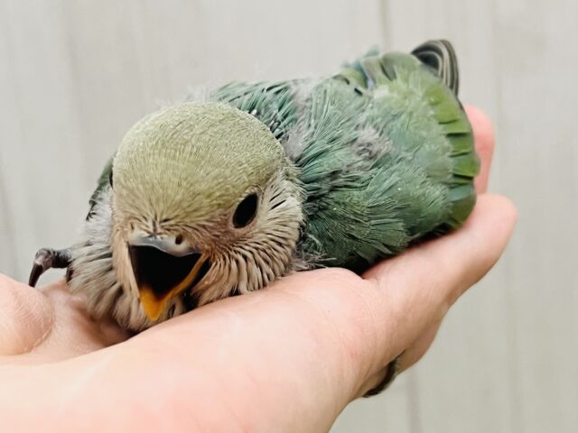 絶妙カラーが素敵でしょ💚小桜インコのシーグリーンのヒナが入舎しました♡