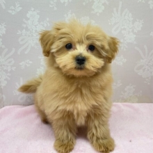 かまって〜( *´꒳`*)ハーフ犬(ポメラニアン×トイプードル)(アプリコット系)💖女の子💖2025年12月6日生まれ