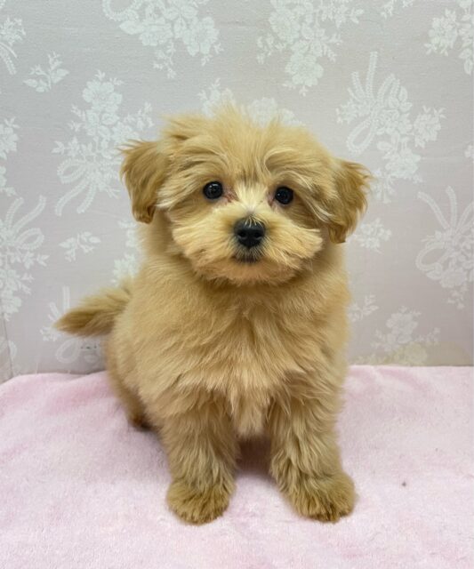 かまって〜( *´꒳`*)ハーフ犬(ポメラニアン×トイプードル)(アプリコット系)💖女の子💖2025年12月6日生まれ