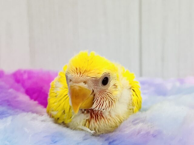 パッと花咲き🌼赤ら顔のまっきっき💛小桜インコのルチノー🌟