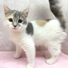 すみっこが大好き😊マンチカン(ダイリュートキャリコ)️️️🩵🩶女の子💖2025年12月5日生まれ