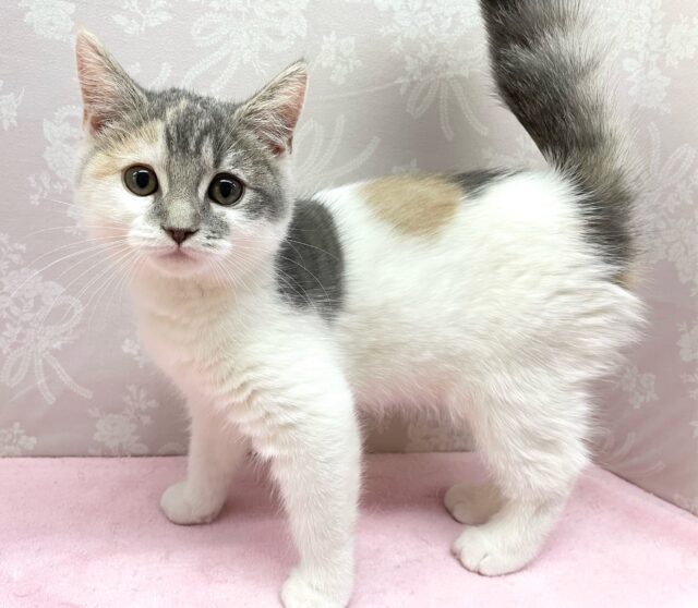 すみっこが大好き😊マンチカン(ダイリュートキャリコ)️️️🩵🩶女の子💖2025年12月5日生まれ