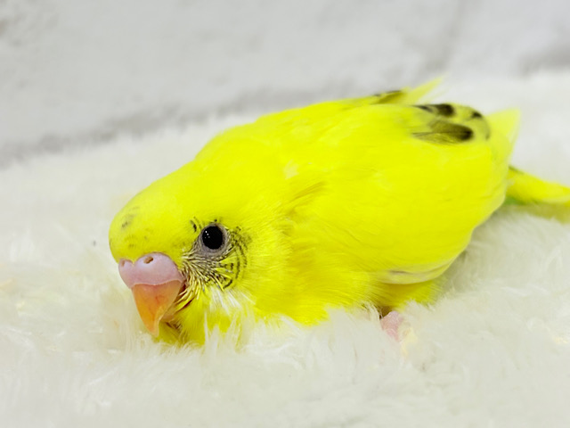 上目遣いに思わずうっとり( ◜ω◝ )♥セキセイインコ(黄色ハルクイン) ヒナ