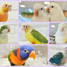 🌸🦜春の中型インコフェア〜🪅