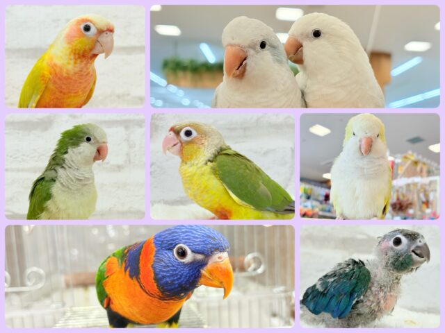 🌸🦜春の中型インコフェア〜🪅