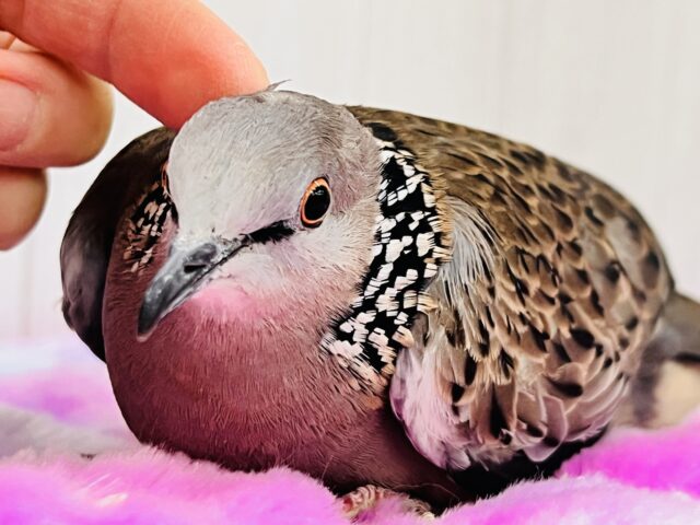 珍鳩🌟オシャレ番長💖鹿の子バト入舎しました！