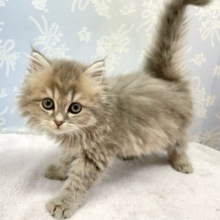 💘可愛すぎて滅💘ラガマフィン(ブルー)💙男の子💙2026年1月7日生まれ