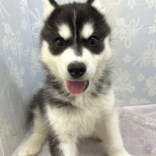 ビジュいいじゃんദ്ദി✨シベリアンハスキー(ブラック＆ホワイト)🖤男の子‎🤍2025年12月25日生まれ🎄