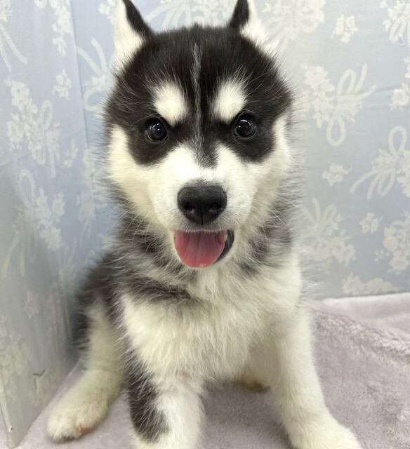 ビジュいいじゃんദ്ദി✨シベリアンハスキー(ブラック＆ホワイト)🖤男の子‎🤍2025年12月25日生まれ🎄